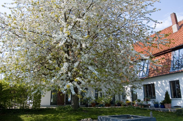 Kirschbaum